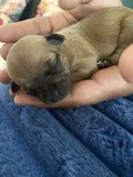 Luna , a female Chihuahua for sale in Dayton, OH – 1 of 3