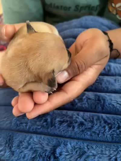 Millie, a female Chihuahua for sale in Dayton, OH – 3 of 3