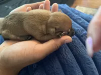Lila, a female Chihuahua for sale in Dayton, OH – 2 of 3
