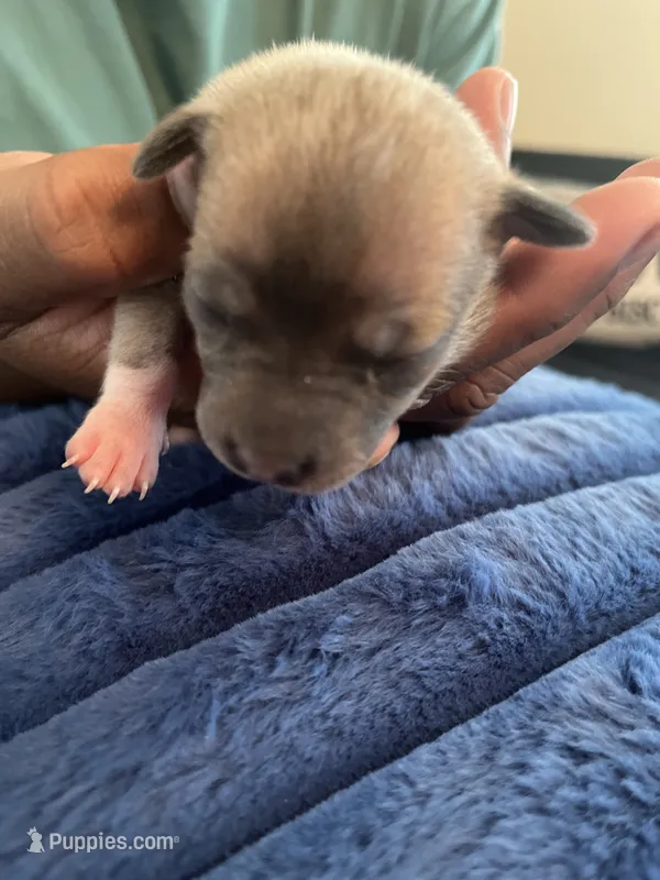 Mig – Chihuahua puppy for sale in Dayton, OH
