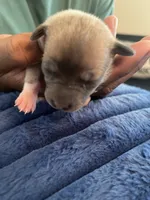 Mig, a female Chihuahua for sale in Dayton, OH – 1 of 3