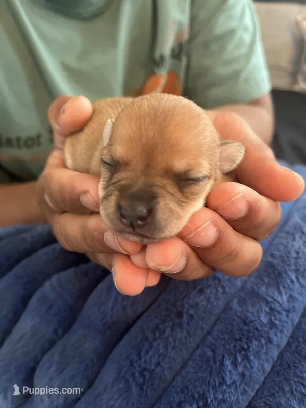 Stella – Chihuahua puppy for sale in Dayton, OH