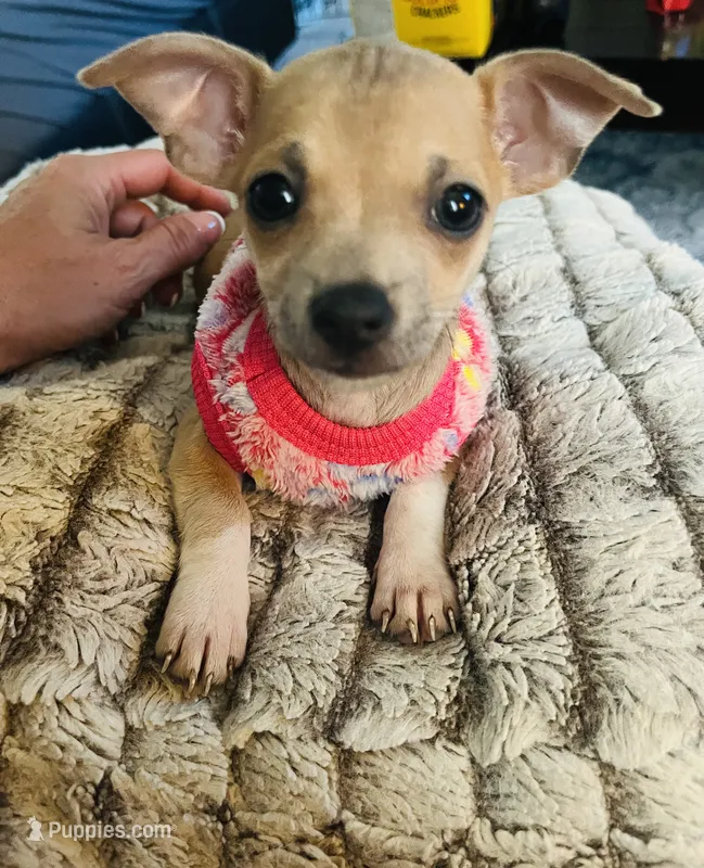 Macy  – Chihuahua puppy for sale in Dayton, OH