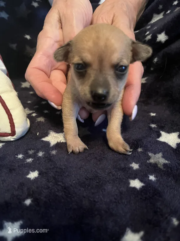 Lila – Chihuahua puppy for sale in Dayton, OH