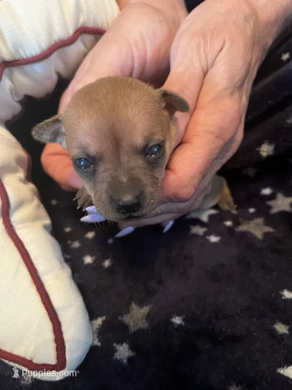 Millie – Chihuahua puppy for sale in Dayton, OH