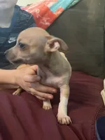 Chihuahua , a female Chihuahua for sale in Dayton, OH – 2 of 2