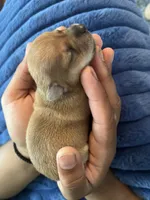Stella, a female Chihuahua for sale in Dayton, OH – 2 of 3