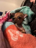Chihuahua, a female Chihuahua for sale in Dayton, OH – 2 of 2