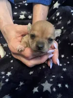 Stella, a female Chihuahua for sale in Dayton, OH – 2 of 4