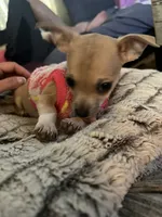 Macy , a female Chihuahua for sale in Dayton, OH – 2 of 2