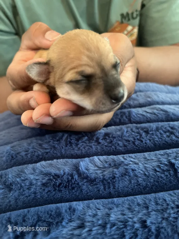 Millie – Chihuahua puppy for sale in Dayton, OH