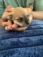 Millie, a female Chihuahua for sale in Dayton, OH – 1 of 3