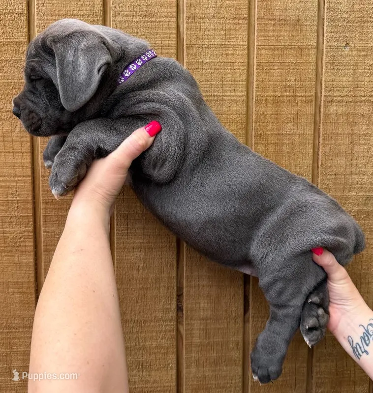 Purple Collar Female – Cane Corso puppy for sale in Asheville, NC