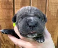 Purple Collar Female Harlow Litter, a female Cane Corso for sale in Asheville, NC – Photo 2 of 10