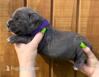 Purple Collar Female Harlow Litter – Cane Corso puppy for sale in Asheville, NC