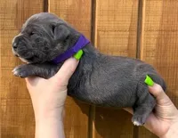 Purple Collar Female Harlow Litter, a female Cane Corso for sale in Asheville, NC – Photo 1 of 10