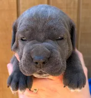 Purple Collar Female, a female Cane Corso for sale in Asheville, NC – Photo 2 of 10