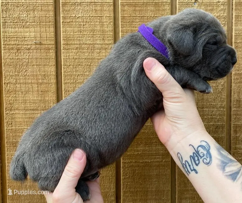 Purple Collar Female – Cane Corso puppy for sale in Asheville, NC