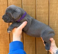Purple Collar Female, a female Cane Corso for sale in Asheville, NC – Photo 3 of 10