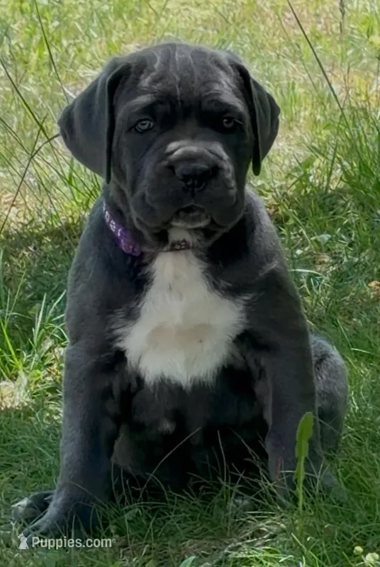 Purple Collar Female – Cane Corso puppy for sale in Asheville, NC