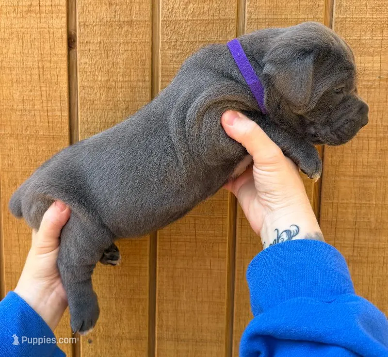 Purple Collar Female – Cane Corso puppy for sale in Asheville, NC