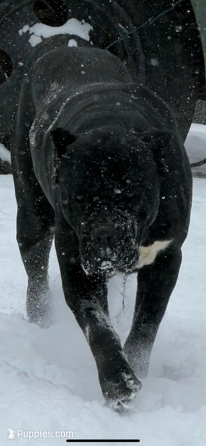 Hot Pink Collar Female, a female Cane Corso for sale in Asheville, NC – Photo 4 of 6