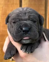 Black Collar Female Harlow Litter, a female Cane Corso for sale in Asheville, NC – Photo 2 of 10
