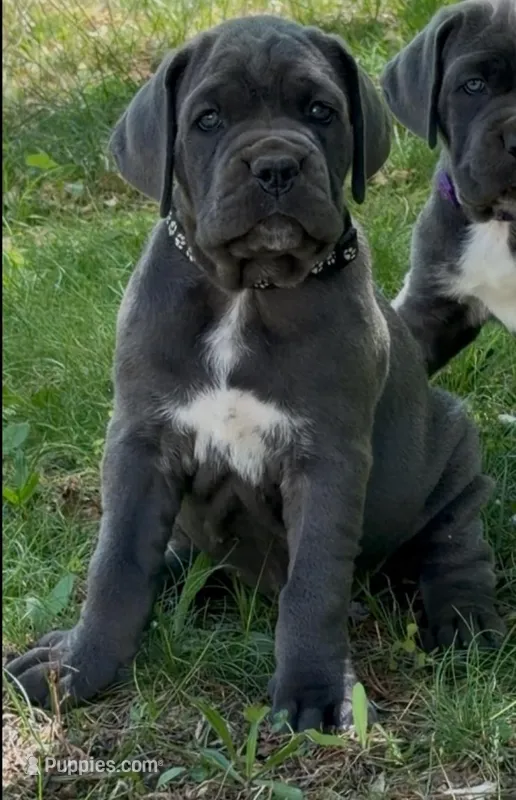Black Collar Female – Cane Corso puppy for sale in Asheville, NC