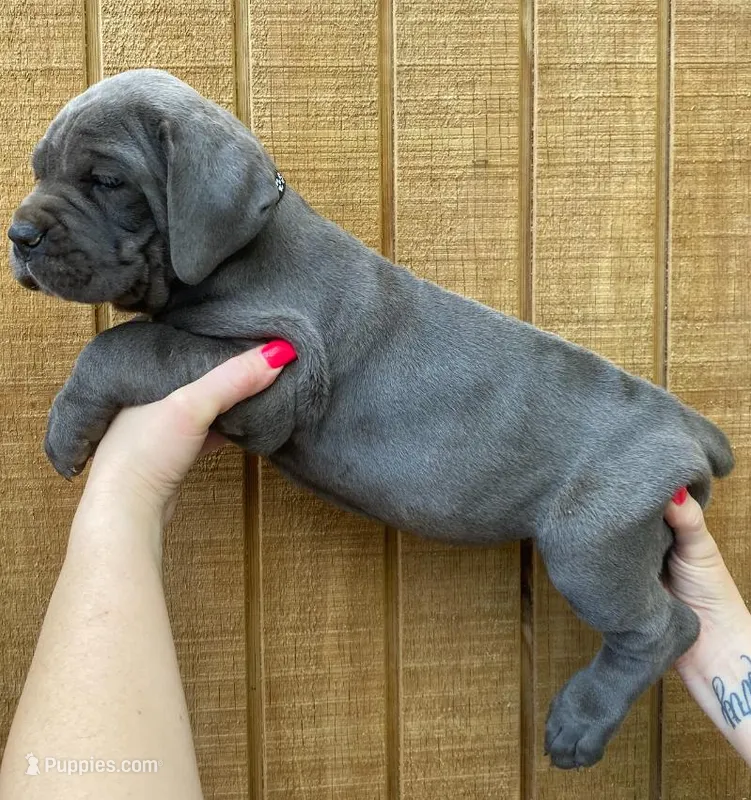 Black Collar Female – Cane Corso puppy for sale in Asheville, NC