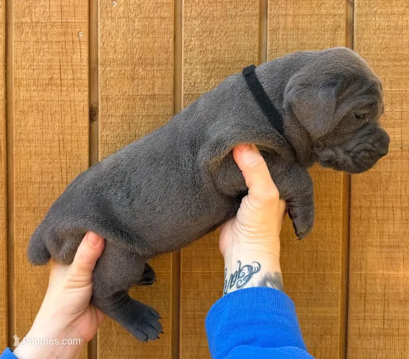 Black Collar Female – Cane Corso puppy for sale in Asheville, NC