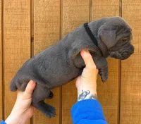 Black Collar Female, a female Cane Corso for sale in Asheville, NC – Photo 1 of 10