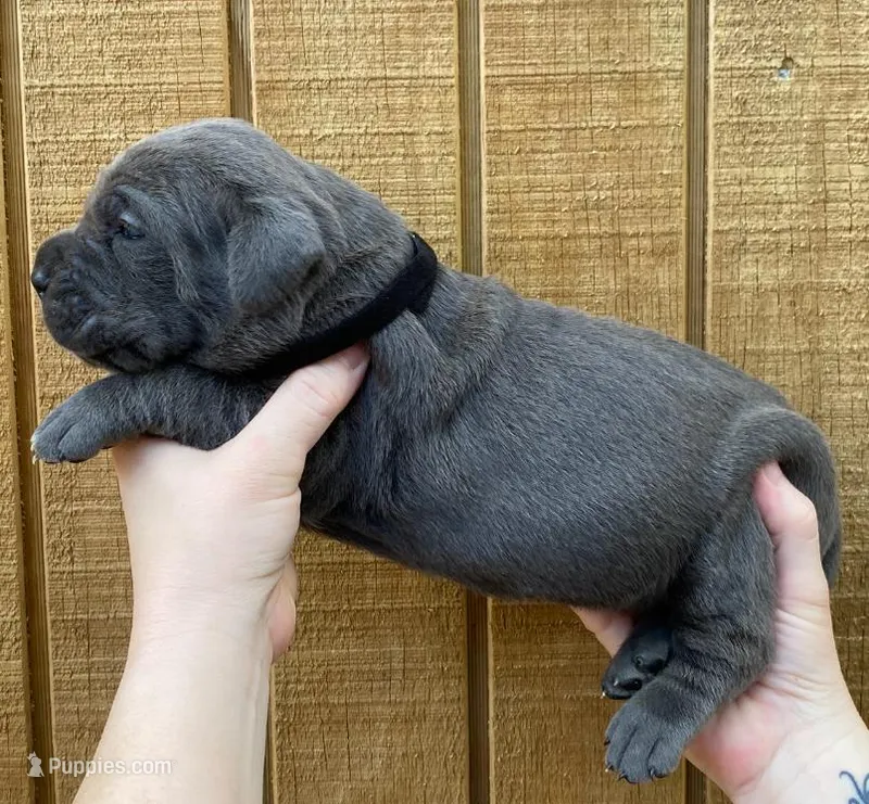 Black Collar Female – Cane Corso puppy for sale in Asheville, NC