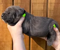 Black Collar Female Harlow Litter, a female Cane Corso for sale in Asheville, NC – Photo 1 of 10