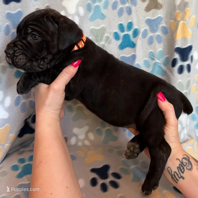 Orange Collar Male – Cane Corso puppy for sale in Asheville, NC