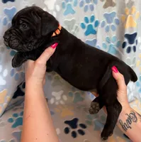 Orange Collar Male, a male Cane Corso for sale in Asheville, NC – Photo 1 of 5