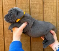 Yellow Collar Female, a female Cane Corso for sale in Asheville, NC – Photo 3 of 10