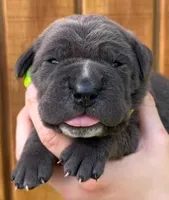 Yellow Collar Female Harlow Litter, a female Cane Corso for sale in Asheville, NC – Photo 2 of 10