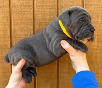 Yellow Collar Female, a female Cane Corso for sale in Asheville, NC – Photo 2 of 10