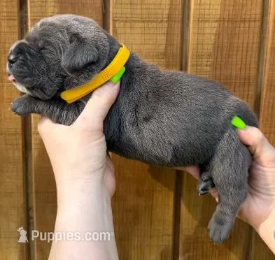 Yellow Collar Female Harlow Litter – Cane Corso puppy for sale in Asheville, NC