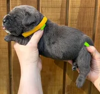 Yellow Collar Female Harlow Litter, a female Cane Corso for sale in Asheville, NC – Photo 1 of 10