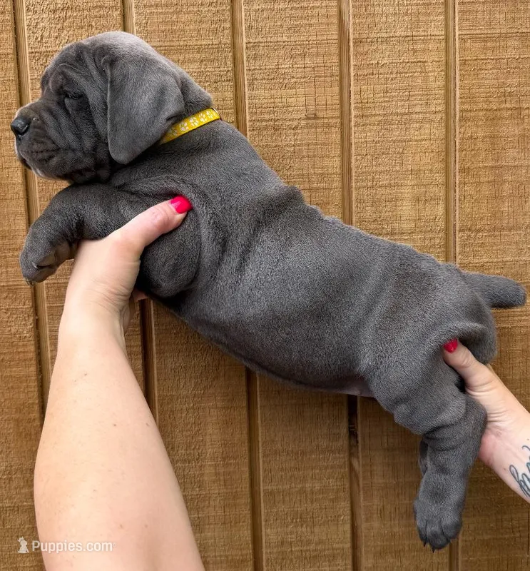 Yellow Collar Female – Cane Corso puppy on hold in Asheville, NC