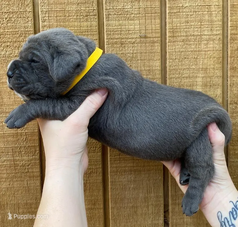 Yellow Collar Female  – Cane Corso puppy for sale in Asheville, NC