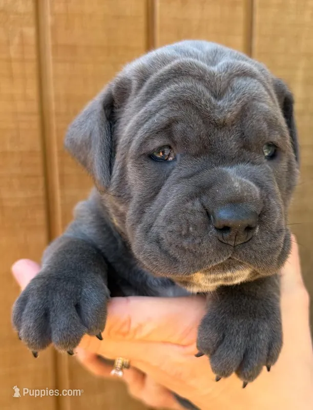 Yellow Collar Female – Cane Corso puppy for sale in Asheville, NC