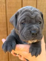 Yellow Collar Female, a female Cane Corso for sale in Asheville, NC – Photo 1 of 10