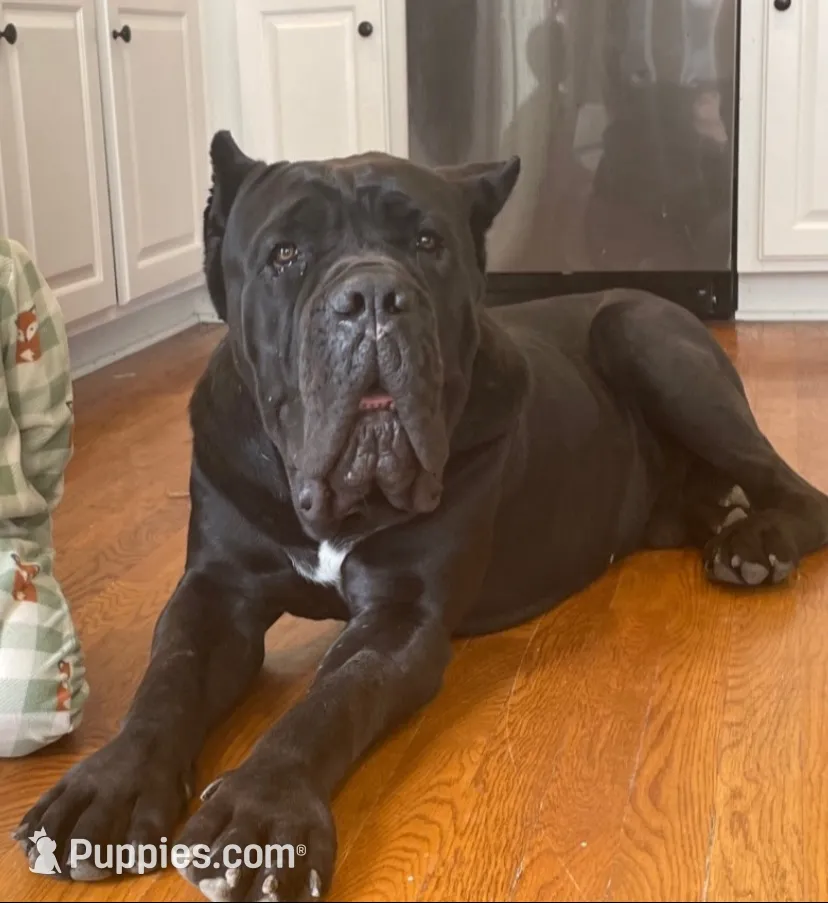Neon Green Collar Male, a male Cane Corso for sale in Asheville, NC – 7 of 7