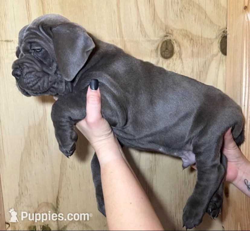 Hot Pink Collar Female, a female Cane Corso for sale in Asheville, NC – Photo 9 of 10