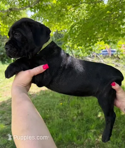 Neon Green Collar Male – Cane Corso puppy for sale in Asheville, NC