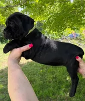 Neon Green Collar Male, a male Cane Corso for sale in Asheville, NC – 1 of 7