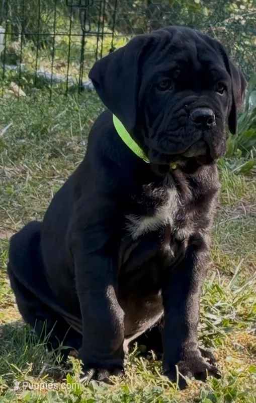 Neon Green Collar Male – Cane Corso puppy on hold in Asheville, NC
