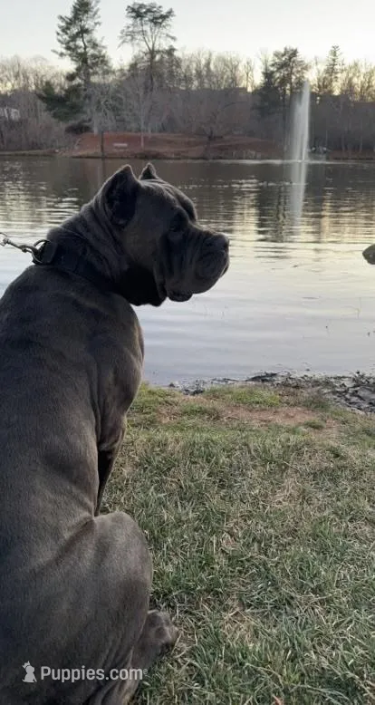 Black Collar Female Harlow Litter, a female Cane Corso for sale in Asheville, NC – Photo 3 of 10